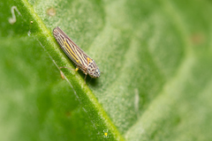 Graphocephala aurora