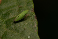 Draeculacephala minerva