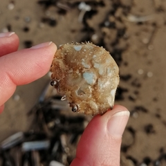 Liocarcinus vernalis