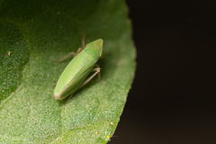 Draeculacephala minerva