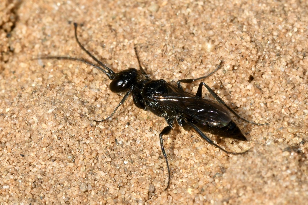 Dolichurus corniculus from Piliscsaba, Ördögoltár and surroundings