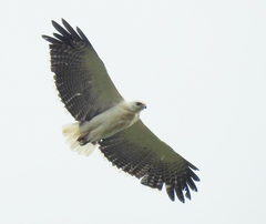 Pseudastur polionotus