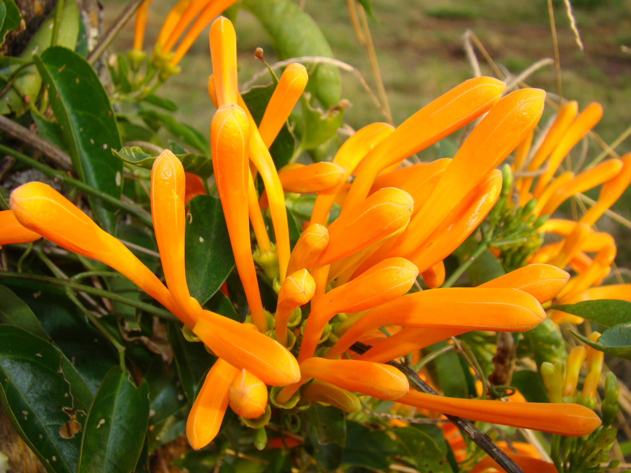 Pyrostegia venusta