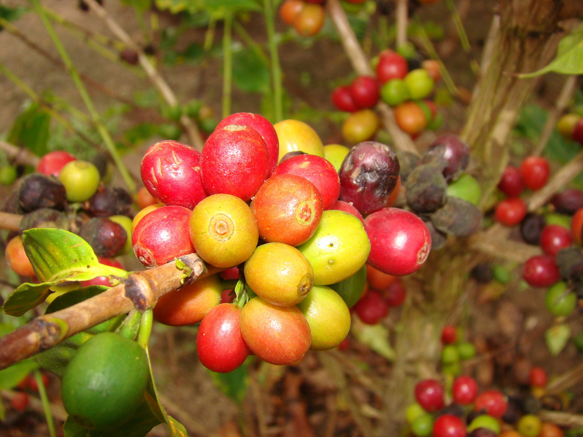 Coffea arabica