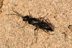 Dolichurus corniculus