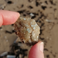 Liocarcinus vernalis