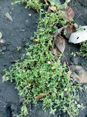 Stellaria neglecta