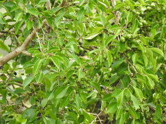 Psidium longipetiolatum