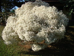 Euphorbia leucocephala