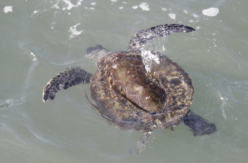 Green turtle