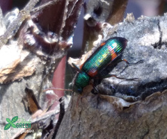 Strongylium humerale