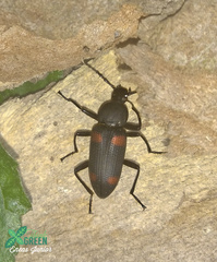 Zophobas quadrimaculatus