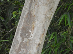 Psidium longipetiolatum