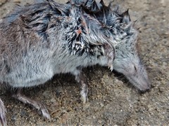 Sorex caecutiens