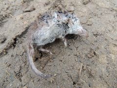 Sorex caecutiens