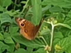 Junonia neildi