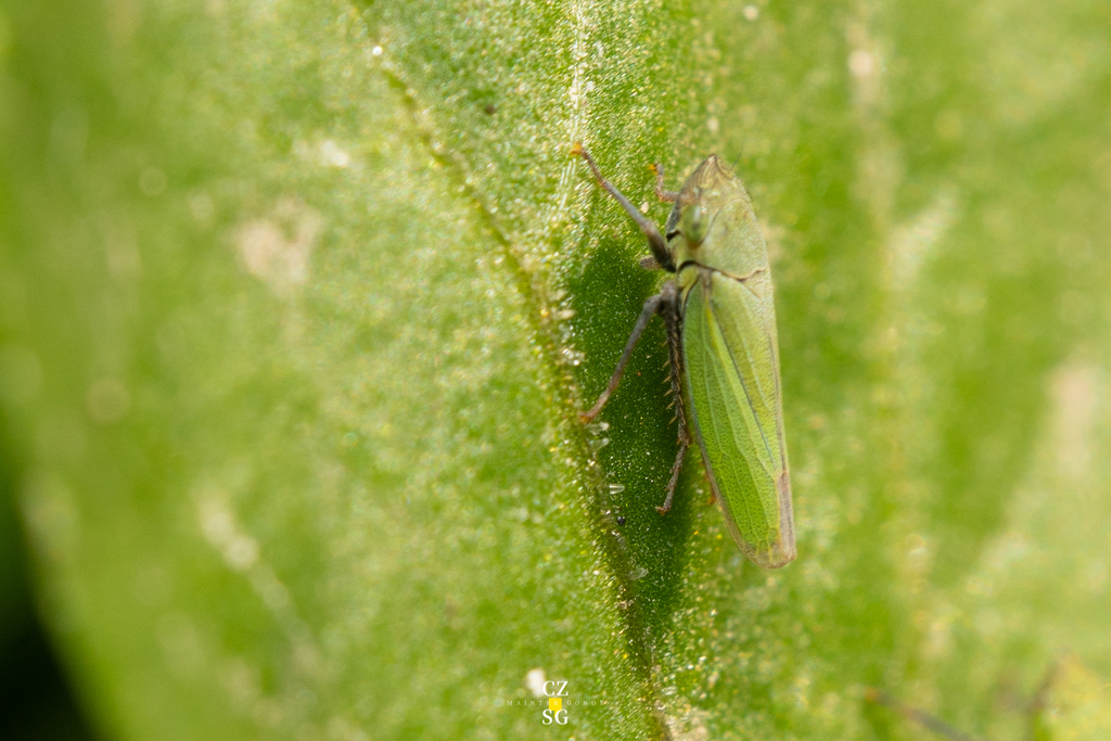Helochara mexicana