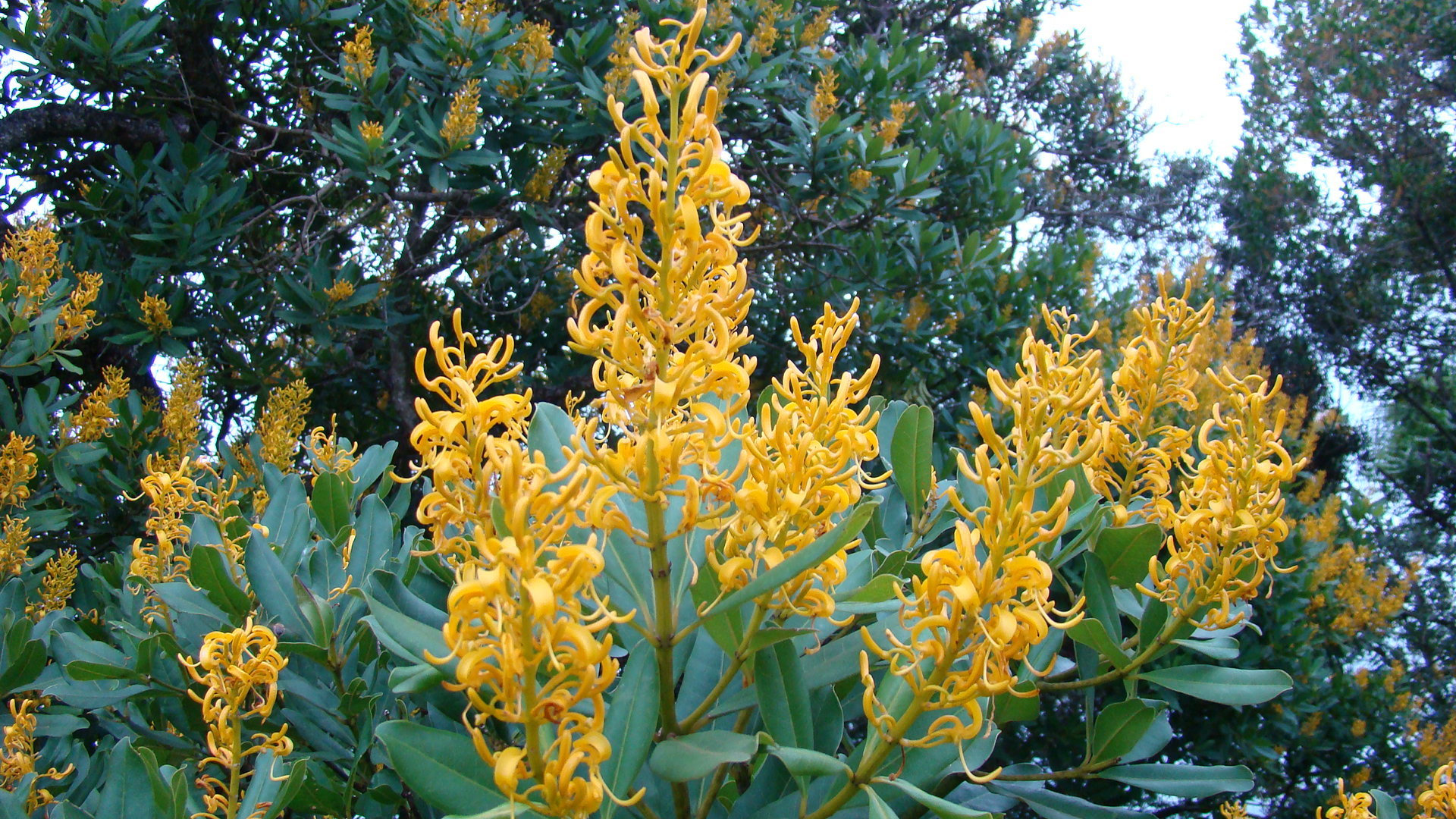 Vochysia tucanorum