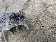 Sorex caecutiens
