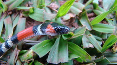 Oxyrhopus guibei