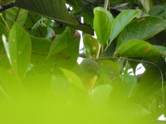 Eucometis penicillata