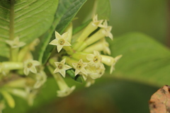 Cestrum petiolare