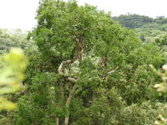 Psidium longipetiolatum