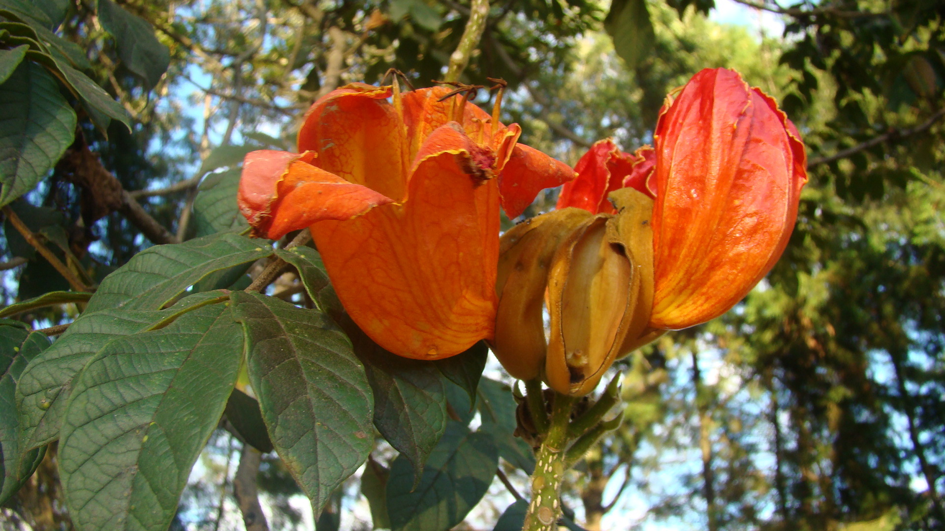 Spathodea campanulata