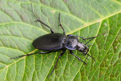 Morphocarabus
