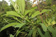 Cestrum petiolare