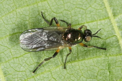 Actina chalybea