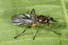 Actina chalybea