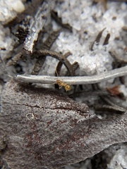 Nylanderia phantasma