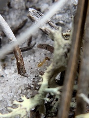 Nylanderia phantasma