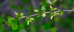 Vangueria soutpansbergensis