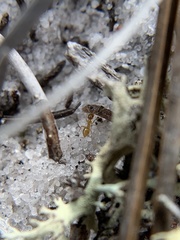 Nylanderia phantasma