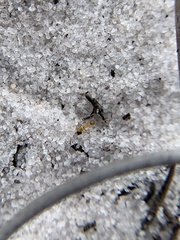 Nylanderia phantasma