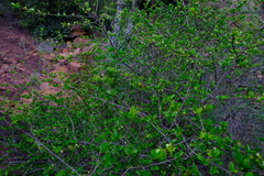 Vangueria soutpansbergensis