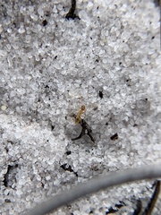 Nylanderia phantasma