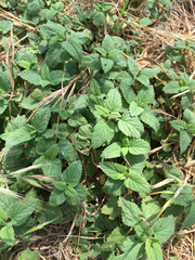 Mentha × rotundifolia