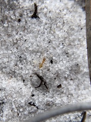 Nylanderia phantasma