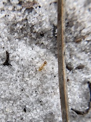 Nylanderia phantasma