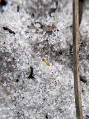 Nylanderia phantasma