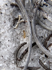 Nylanderia phantasma