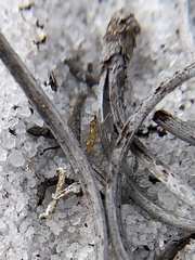 Nylanderia phantasma