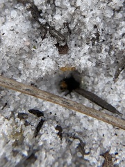 Nylanderia phantasma