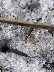 Nylanderia phantasma