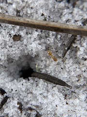 Nylanderia phantasma