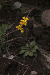 Draba hispida
