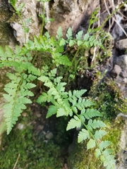 Cystopteris protrusa